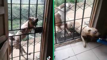 Angry dog breaks through security gate to launch fierce attack, TikTokkers glued to viral video