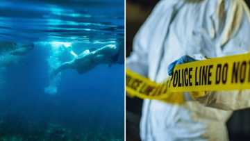 39-year-old Cape Town woman dies after shark attack at Plettenberg Bay, authorities warn beachgoers
