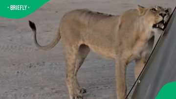 Lioness at tent leaves aampers in awe and fear in TikTok video