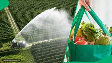 Pesticide traces detected in 86% of common everyday food samples following lab tests