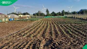 Eastern Cape female farmers turn R400k funding into bigger production footprint