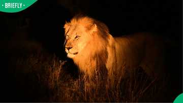 "Hope he's returned safely": Mzansi reacts after lion spotted roaming freely in northern KZN