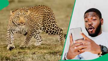 KZN man in Nongoma hailed hero after allegedly killing leopard, photo goes viral