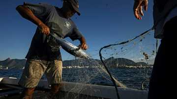Brazil economy slows, but beats forecasts again in Q2