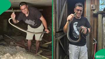 Snake expert issues warning to South Africans over harmless-looking snake with nasty bite