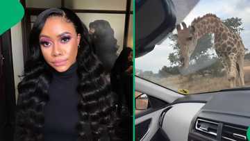 Woman attempts to feed giraffe chips, she screams in fear as it gets too close for comfort