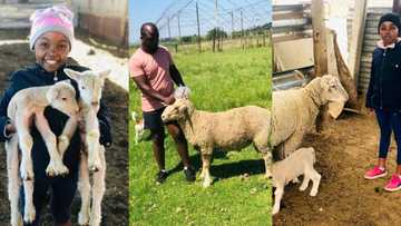 Teaching them young: Man buys his kids livestock to educate them all about business