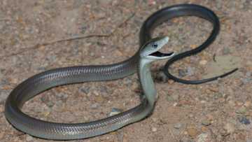 Woman goes viral for bare-handed black mamba snake rescue in TikTok video