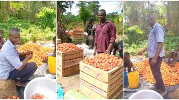 Man shows off the huge tomatoes harvested from his farm, people react