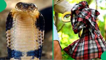 Man expertly fools deadly cobra, catches it using unusual means in toilet, SA floored: “Safer ways”