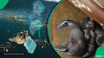 "The future that our children will inherit": Experts call for action to save oceans on World Oceans Day
