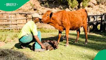 "Farming is all he knows": Daughter’s R5m mission to secure dad’s 18-year farming legacy