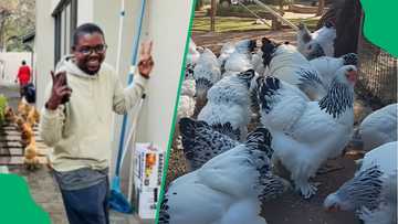 "It better come out as an omelette": Man sells 1 egg for R60 in TikTok video, SA cracks up