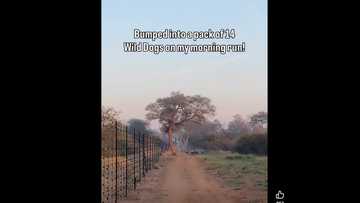 "They will deal with you": Limpopo runner bumps into pack of wild dogs on morning run