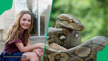 Brave 12-year-old girl fights off python to rescue pet guinea pig, SA reacts: "I’d be so scared"