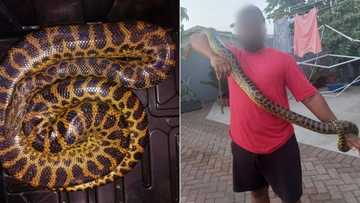 Hebanna: Pet anaconda goes missing in Durban, residents cautioned to stay on alert