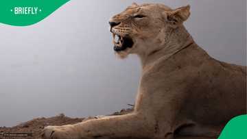 Man pinned down by lioness for 30 minutes and survives in video