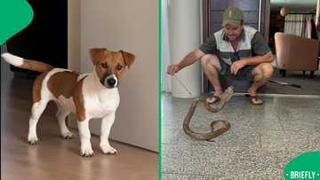 “RIP Jan”: Jack Russell dog dies a hero after taking on cobra