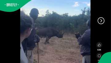 "Hey hamba!": Mzansi's rhino whisperer stops charging rhino at nature reserve