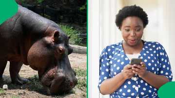 Hippos take over streets of St Lucia, Mzansi amazed by stunning moment in video