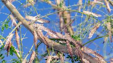 Swarm of brown Locusts descend across the Northern Cape, 1st outbreak of the season