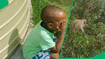 Toddler's lollipop snatched by monkey in hilarious garden encounter in TikTok video