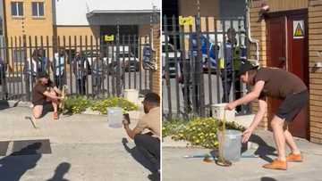 Cape Town man catches 2 massive cobras with his bare hands, TikTok video goes viral