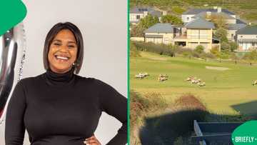 "What a view": Woman spots springboks running in backyard of her fancy estate, SA impressed