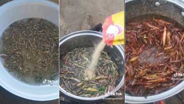 Venda woman's grasshopper recipe in TikTok cooking video leaves Mzansi divided over South African delicacy