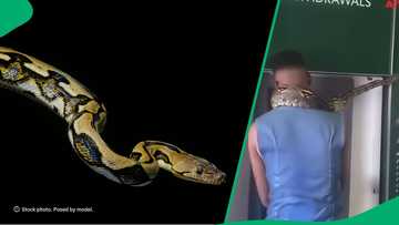 "It's why he has money": Man brings snake to ATM, sparks speculations with video of snake around neck