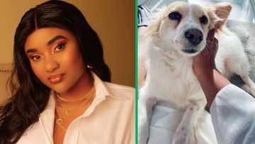 TikTok video of dog helping Kenyan woman clean the carpet goes viral, netizens inspired by content