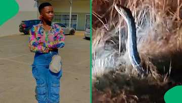 “It was ready to take a picture”: Snake standing upright at night on roadside leaves Mzansi spooked