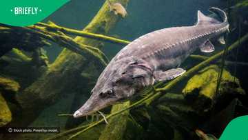 "This is not funny at all": Giant sea creature bites lady's head at aquarium, internet users alarmed