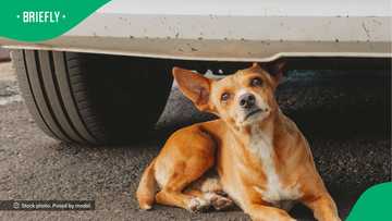 Dog rips car apart in TikTok video, South Africa cracks up