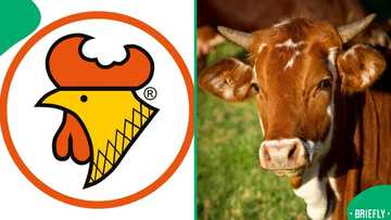 A live cow spotted at Chicken Licken had South Africans laughing in disbelief