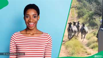 "They are running in silence": Lioness chases Zebras in front of safari visitors, SA astonished