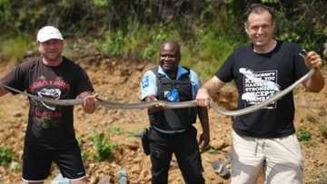 Durban snake catcher Nick Evans rescues 4 black Mambas including 1 pregnant: "Crazy"