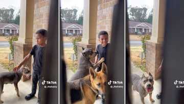 Boy arrives home with a random pit bull and German shepherd, stressed mom won't even open door in funny clip