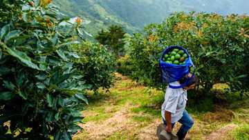 SA avocado farmers stand to lose millions as they grapple with theft of popular fruit