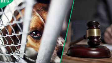 “Justice for Lion”: Man who hanged dog from tree set for sentencing