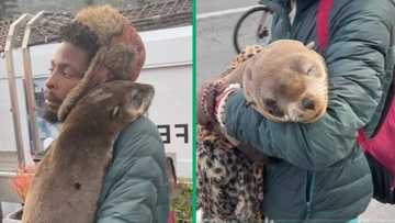Cape Town man rescues stranded seal, TikTok video leaves Mzansi eager to help him find job with marine animals
