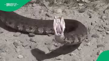 Watch: Snake charges confident handlers in viral video