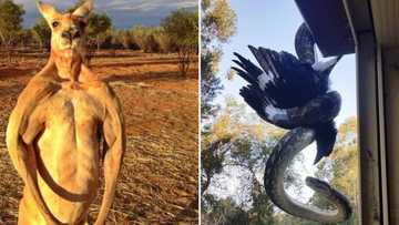 Mzansi man scared of living in Australia because of exotic creatures