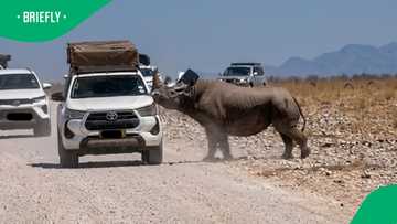 “5 business days to drive off”: Rhino tears into tourist safari vehicle in dramatic Etosha encounter