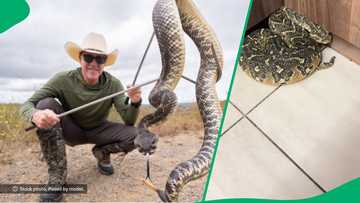 Man confronts hissing puff adder found inside house in TikTok video