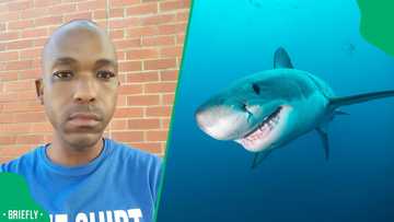 "Sharks eat their siblings and you think you can tame it": Woman pets shark, no consequences