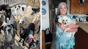 44-year-old woman converts her house into a home for elderly dogs, cares for them with toys and plenty food