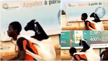 Salah way: Young boy seen backing ram on bicycle as he rides around town with animal, many react