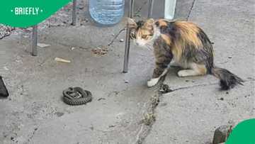 Snake and cat's firece clash in TikTok video amasses 6.1M views