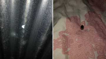 Poverty: Mzansi reacts to woman’s pics and painful shack life story